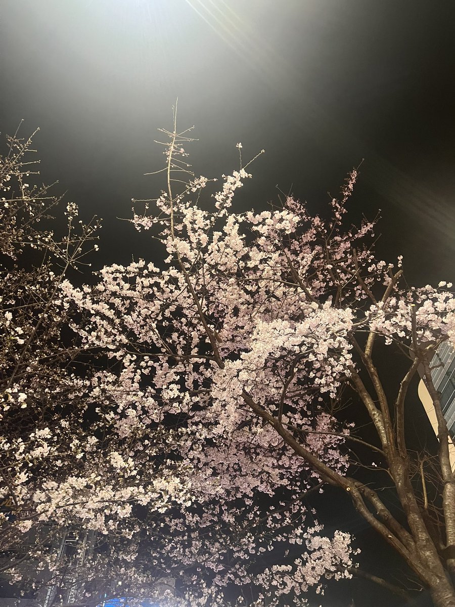 4月はお花見日和！って張り切ってたのに
スタートから雨続きなのどうにかならないの☹️☔️🌸

#Msプロジェクト
#池田理愛
#新学期