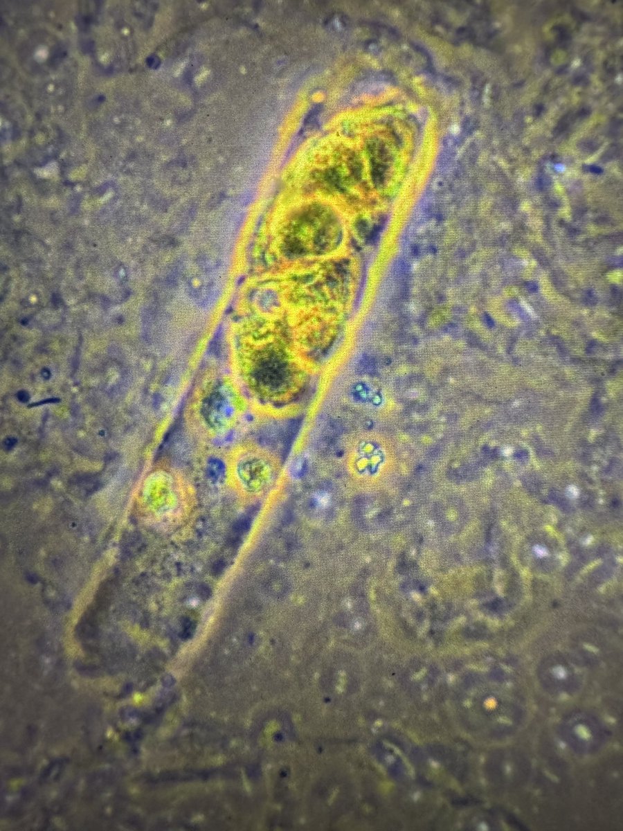 Madeline Chung, MD MS tweet media