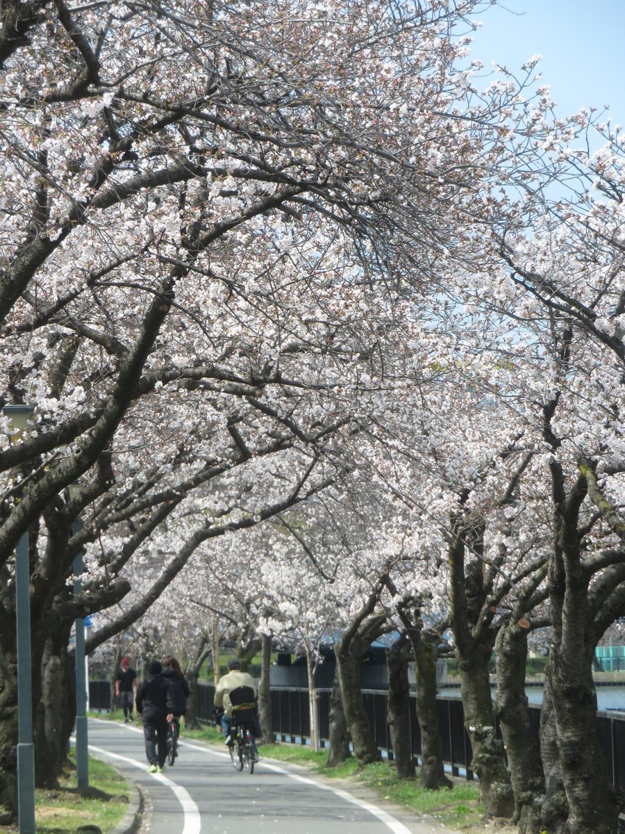 formosabooks's tweet photo. まだ満開の #桜 とは言えない大阪・#桜の宮 大川沿いです。川辺で映画か何か撮影をしておりました。

本日も開店しました。 https://t.co/TZkdhdo4dE