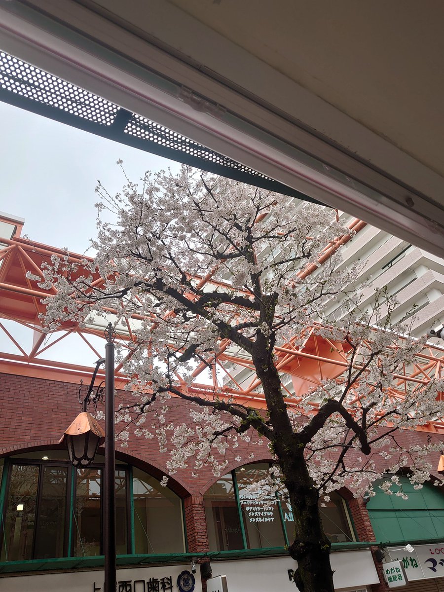 #2025年桜　！

・ハンドルネーム　
<a href="/rinkun0220/">りんkun</a>（りんkun）
※x、Instagramのアカウント<a href="/rinkun0220/">りんkun</a>

※TikTokのアカウント
＠kenta..tsukui