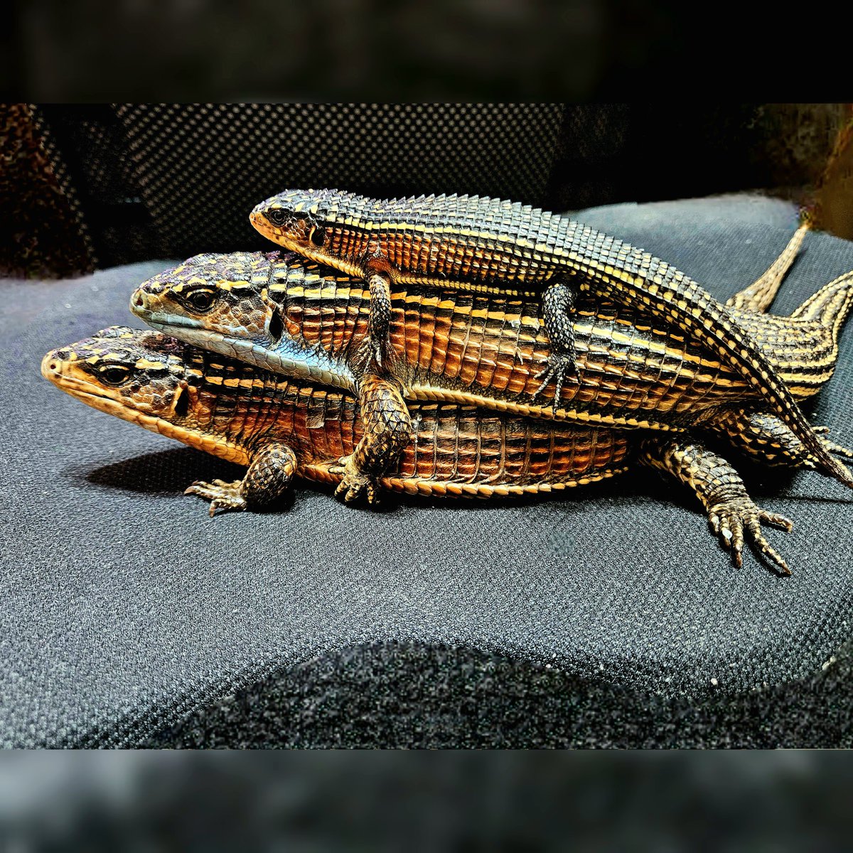 skinks_kj's tweet photo. 盾甲蜥全家福
#盾甲蜥 #Broadleysaurusmajor
#sudanplatedlizard #オニプレートトカゲ https://t.co/Loc1JJS4r7