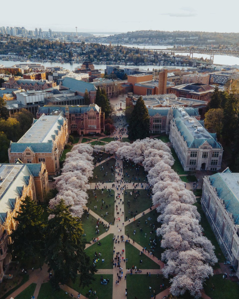 Cherry Blossom Szn 🌸