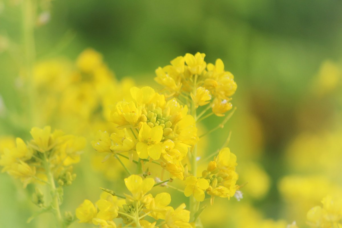 Good morning !

今日も冷たい雨
花粉症は落ち着いてるけど
やっぱりお日様が恋しい
みなさま良い1日を…

#おはようございます
#菜の花