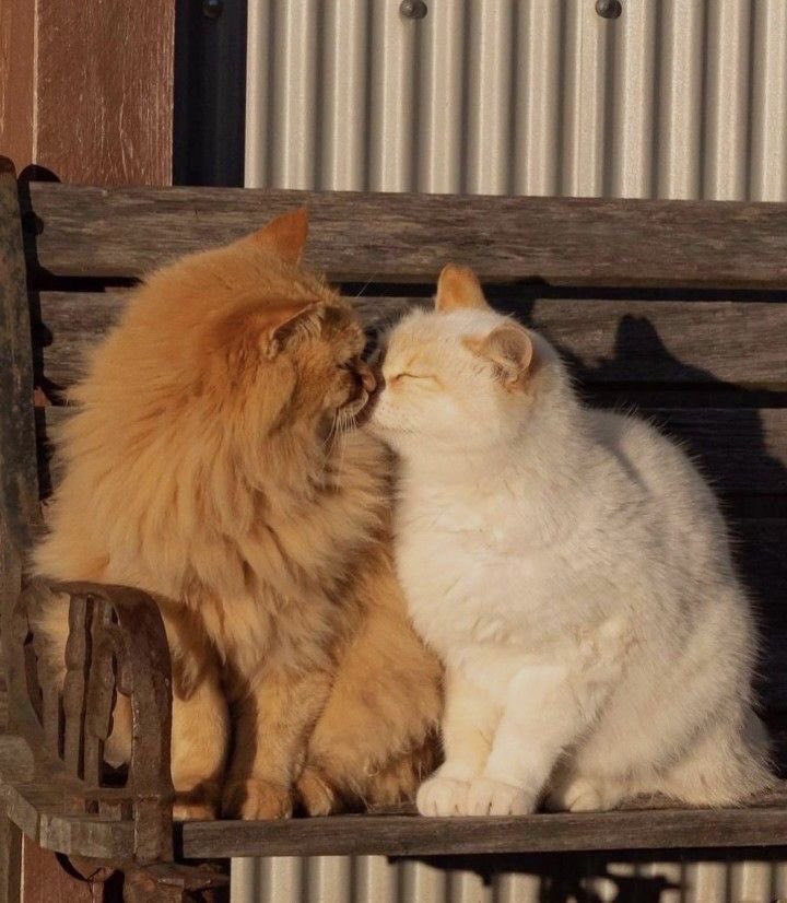 Kitty archives ♡ (@puppierz) on Twitter photo 