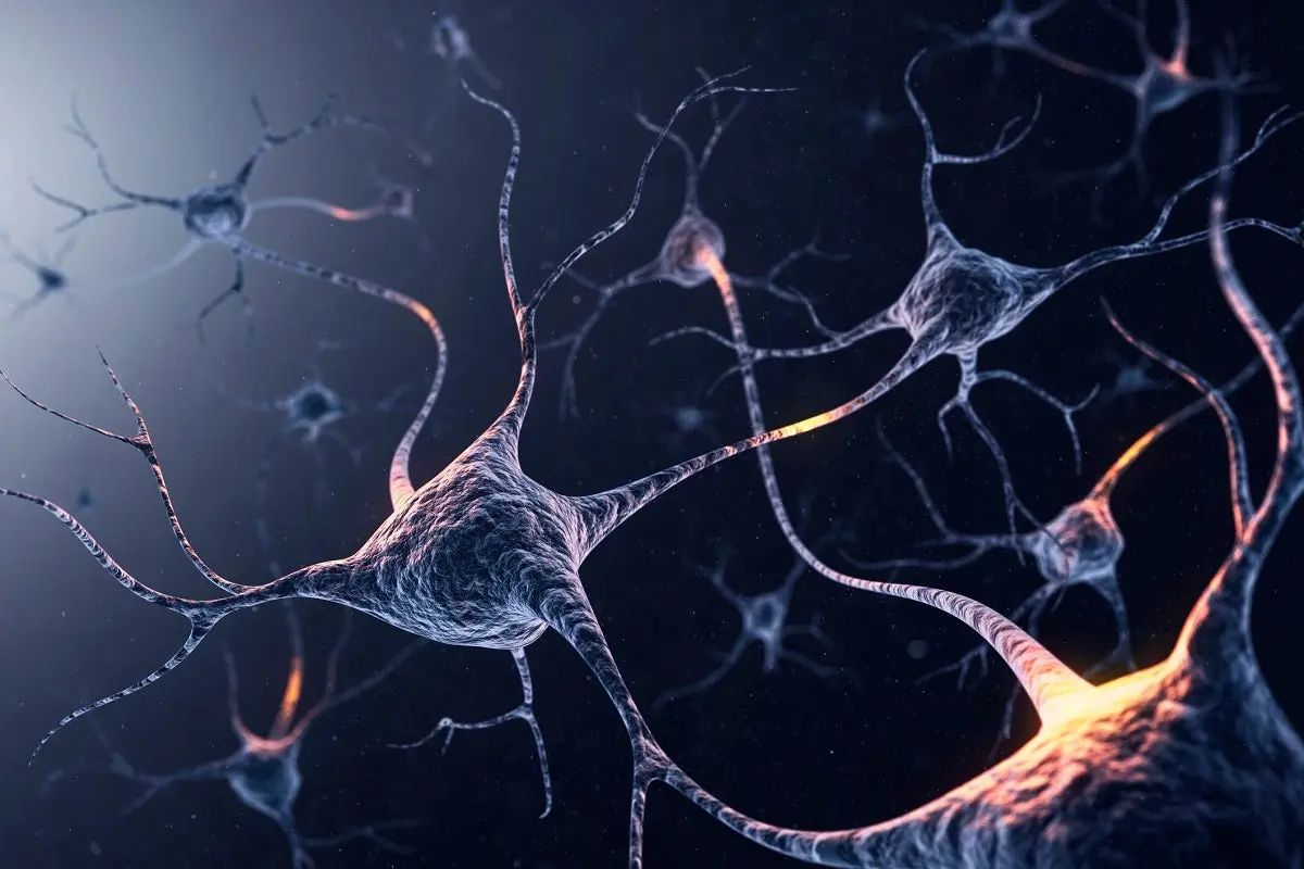MarioNawfal's tweet photo. UNIVERSITY TEAM DEVELOPS MATERIAL TO RECONNECT SEVERED NERVES

Researchers at Rice University have engineered a magnetoelectric material that transforms magnetic fields into electric fields, allowing it to stimulate neural tissue and reconnect severed nerves. 

This minute material, smaller than a dust fleck, combines lead zirconium titanate with layers of metallic glass alloy, platinum, hafnium oxide, and zinc oxide.

 In rat studies, it restored a sensory reflex and enabled nerve signals to flow again, operating 120 times faster than previous materials. 

It targets neurons—nerve cells that transmit signals—offering potential for treating brain and nerve damage, with applications in computing too. 

Joshua Chen, a Rice University Doctoral Alumnus:

“Can we create a material that can be like dust or is so small that by placing just a sprinkle of it inside the body you’d be able to stimulate the brain or nervous system?”

Source: Futurism
