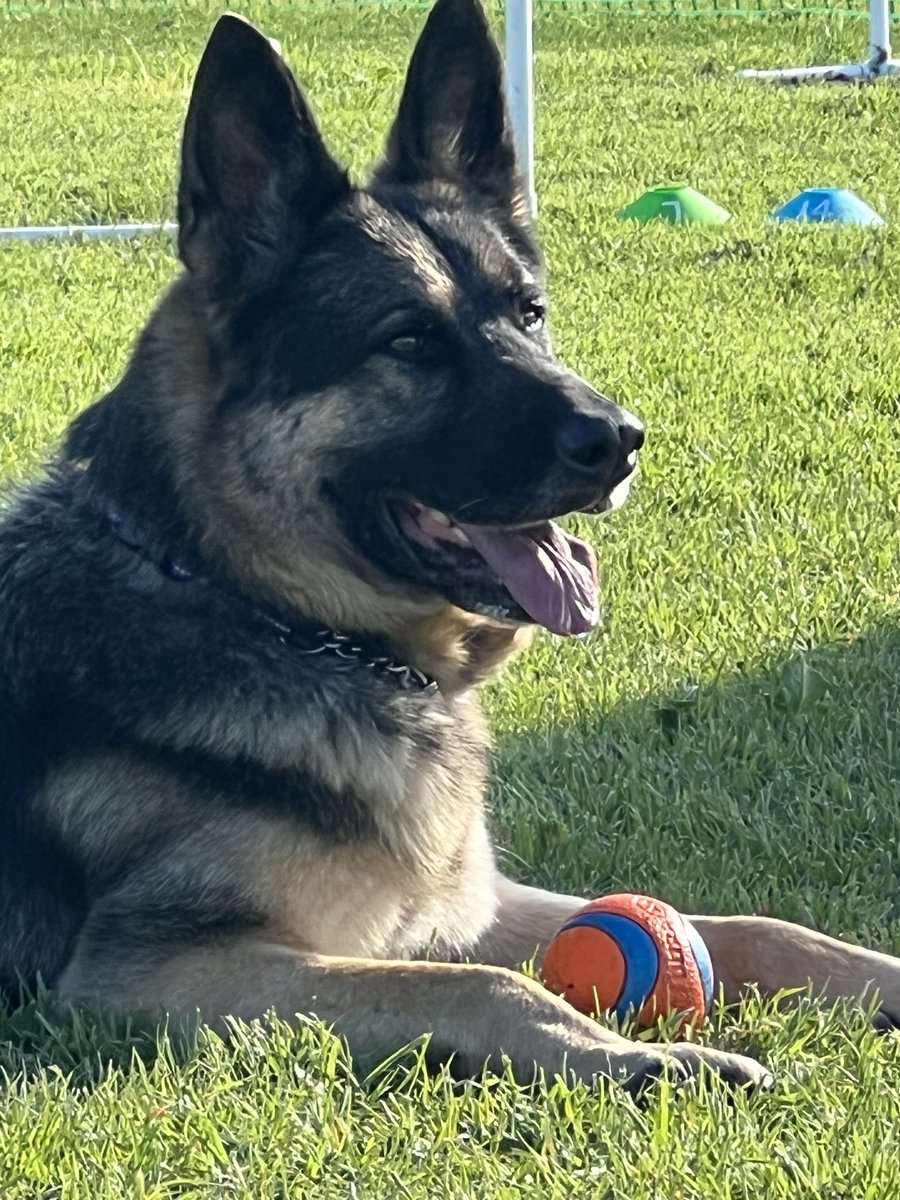 Ramsey is a 6 yr old big handsome boy who is friendly with everyone he meets. Ramsey is a sweet and affectionate boy and likes to be with his family. He's active and ready to do whatever you want to do.
wagtopia.com/search/pet?id=…
#AdoptDontShop #GSD #RescueDogs