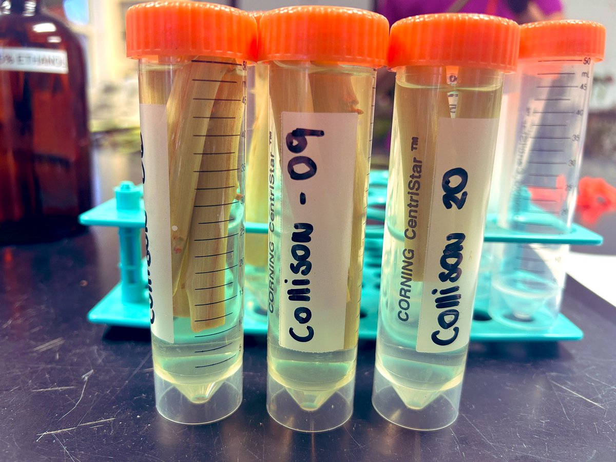 Tropical Plant Clinic & Research Lab (@clinicplant) on Twitter photo All hands on deck! 💪🏼 We harvested one of the many #avocado germplasm screening trials we are running in our quest to find tolerant materials to the lethal #laurelwilt 🍄💀🥑
Interesting patterns in disease response across materials - host genetics 🧬 to follow 🤓🤓 
#aguacate All hands on deck! 💪🏼 We harvested one of the many #avocado germplasm screening trials we are running in our quest to find tolerant materials to the lethal #laurelwilt 🍄💀🥑
Interesting patterns in disease response across materials - host genetics 🧬 to follow 🤓🤓 
#aguacate