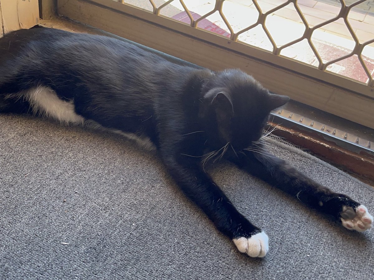 Marshmallow and Oreo🇦🇺🐾😺 tweet media