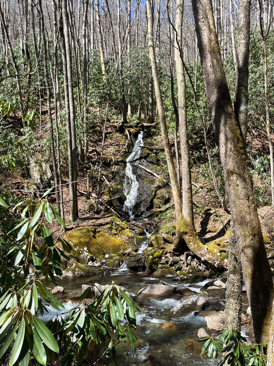 We still have space on our Trails Forever Hike at Bradley Fork next Tuesday, April 8! Check out these pics from last week when we scouted the trail. It's beautiful and in great shape! Just $25 for a guided hikes and it benefits the Trails Forever program. friendsofthesmokies.org/hike-with-trai…