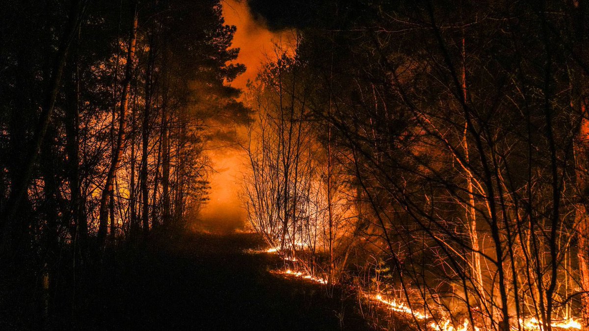 Natuurbrand in Budel-Dorplein
