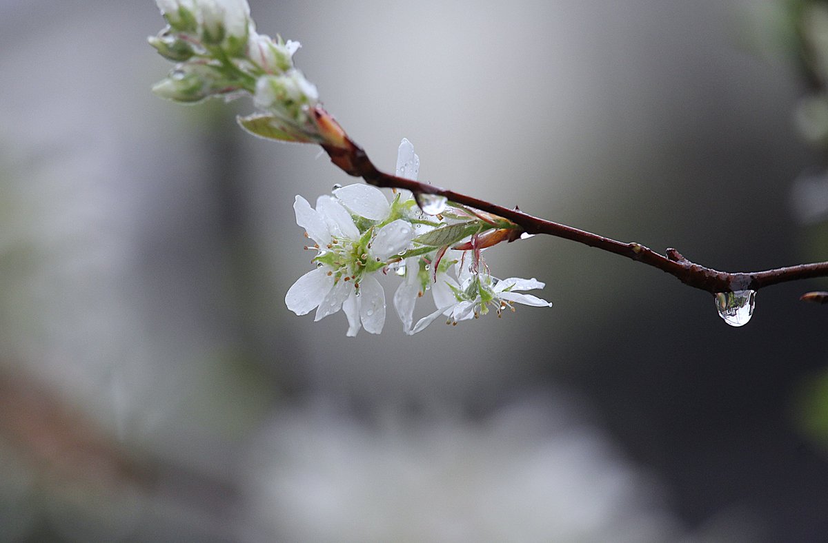 tomoei4's tweet photo. 露光の春、雪解く四月 https://t.co/SC9SaVnXaw @tomoei4 
#Naturephotography #写真 #花の写真 #ジューンベリー #春の花 #flowerphotography #Japan #花冷え #spring #forest #TLを花でいっぱいにしよう https://t.co/t1meyQiKk0