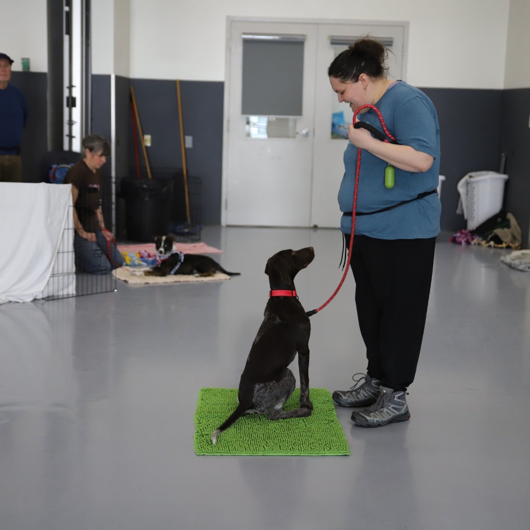 CalgaryHumane's tweet image. Training Classes Available! 🐕 Our expert-led training classes at Calgary Humane Society use fun, positive methods to teach essential skills and strengthen your bond.
Classes run for 6 weeks and spots fill fast—sign up today!
calgaryhumane.ca/training-resou…
#Calgary #TrainingClasses