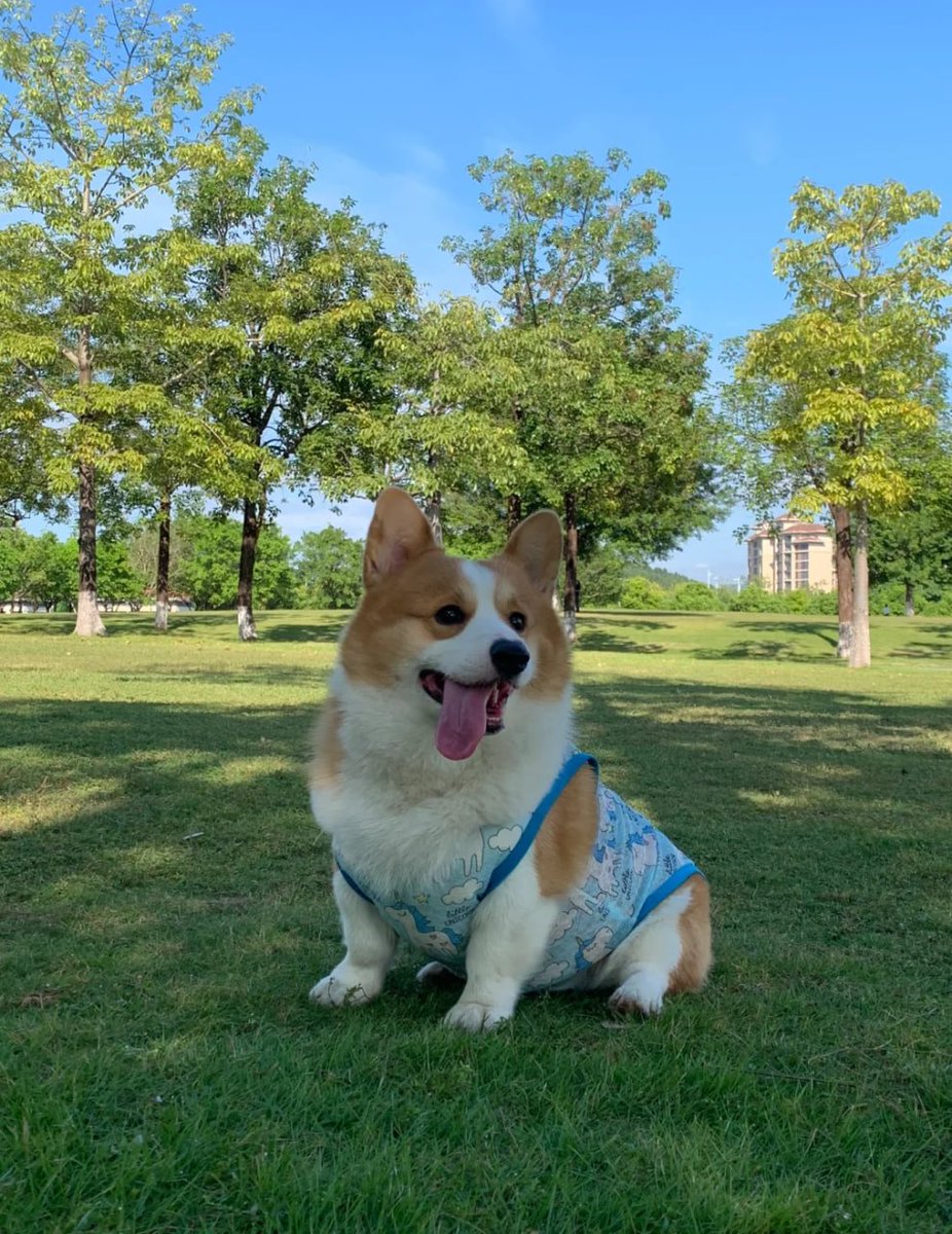 ふわふわの体は心を溶かす力を持っています🐾