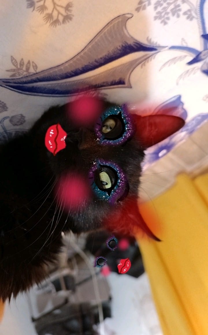 mualani_genshi's tweet image. No es mi gato pero califiquen
#devoro