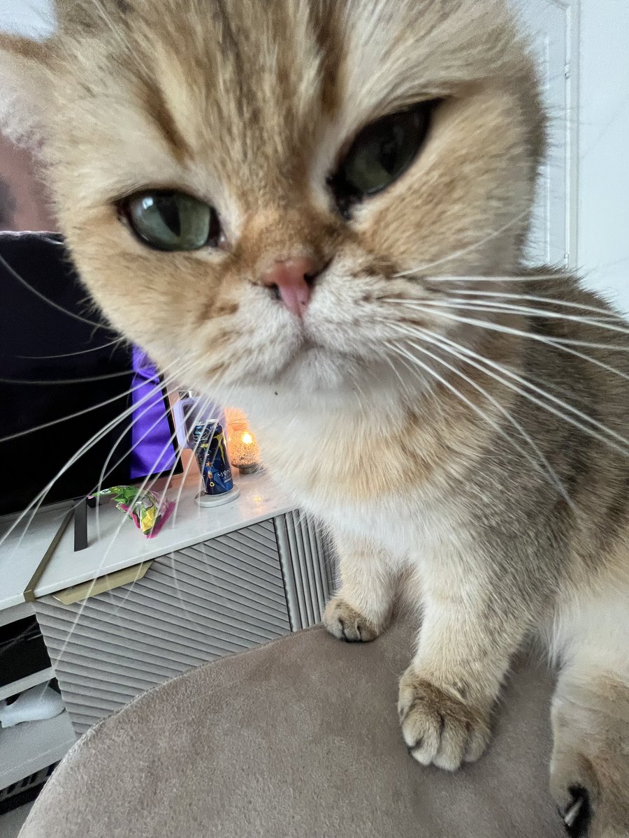 CrunchieKitty's tweet photo. What you looking at? #CatsOnTwitter #meow https://t.co/xTTAEnBLVu