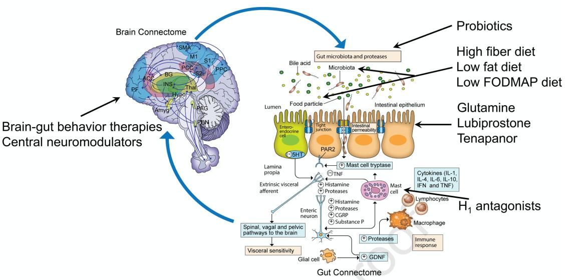 Rajan Singh (@rajan___singh) on Twitter photo 🚨#IBSAwarenessMonth2025‼️
#IrritableBowelSyndrome🔥
#GutBarrier-#BrainBarrier matters most in #Disorders of #gut-#brain interaction #IBS‼️#GutConnectome🔁#BrainConnectome🧠
📢#Intestinal #permeability in #DGBI: From #bench to #bedside👏
<a href="/mgrover_gi/">Madhusudan (Madhu) Grover M.D., AGAF</a> <a href="/VanuytselTim/">Tim Vanuytsel</a> 🚨#IBSAwarenessMonth2025‼️
#IrritableBowelSyndrome🔥
#GutBarrier-#BrainBarrier matters most in #Disorders of #gut-#brain interaction #IBS‼️#GutConnectome🔁#BrainConnectome🧠
📢#Intestinal #permeability in #DGBI: From #bench to #bedside👏
<a href="/mgrover_gi/">Madhusudan (Madhu) Grover M.D., AGAF</a> <a href="/VanuytselTim/">Tim Vanuytsel</a>