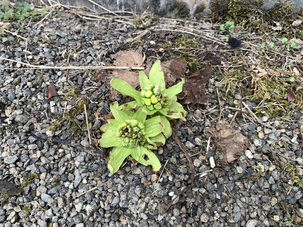 ✨✨も〜にん✨✨
花粉に泣かされている #DJえめ ですが…今日も元気に #めいほうDJステーション オンエア中🎤

ゲレンデはまだまだ充分に雪有
‼️
その片隅にたくさんのふきのとう😳
春ね〜☘️

#めいほうスキー場
#中安えみ子