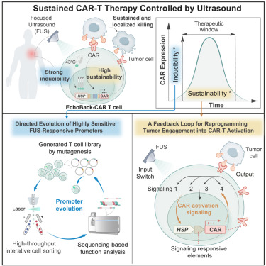 LabWaggoner's tweet image. A short burst of focused-ultrasound stimulation triggers long-lasting EchoBack-CAR T cell activation and continuous cancer cell destruction while maintaining minimal toxicity @CellCellPress 
cell.com/cell/fulltext/…