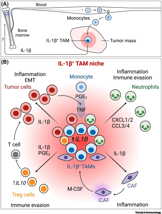 Waggoner Lab (@labwaggoner) on Twitter photo Review <a href="/TrendsImmuno/">Trends in Immunology</a> <a href="/NCaronni/">nicoletta caronni</a> <a href="/OstuniLab/">Renato Ostuni</a>
IL-1β+ macrophages and the control of pathogenic inflammation in cancer
cell.com/trends/immunol… Review <a href="/TrendsImmuno/">Trends in Immunology</a> <a href="/NCaronni/">nicoletta caronni</a> <a href="/OstuniLab/">Renato Ostuni</a>
IL-1β+ macrophages and the control of pathogenic inflammation in cancer
cell.com/trends/immunol…
