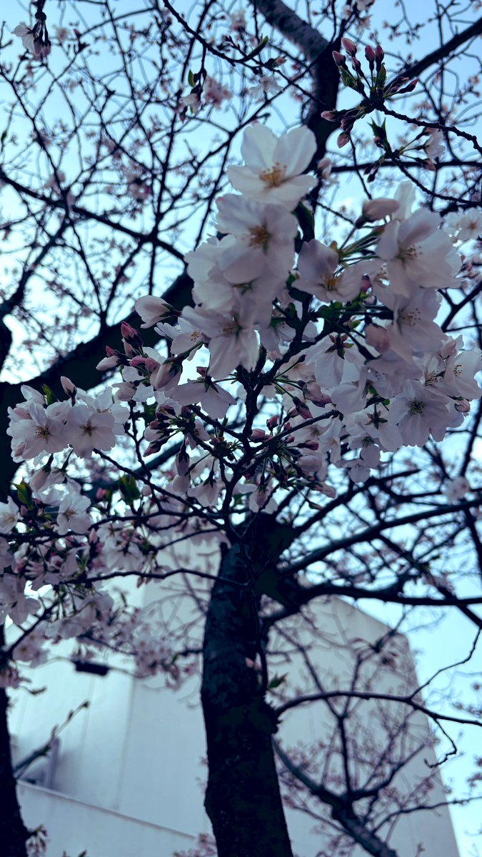 おはようさまです😃
Mu-Chaiのややです🌼  

今日はポカポカな霧島です🤗

なので1人お花見中🌸
氏神様にご挨拶とお花見にきました🌸

曇りとタイミング合わずでなかなか来れなかったので嬉しい🙌

ではでは本日も
まずは自分をご機嫌に🫶 
ご縁と感謝を大切に🌼*･

 #霧島市リラクゼーション