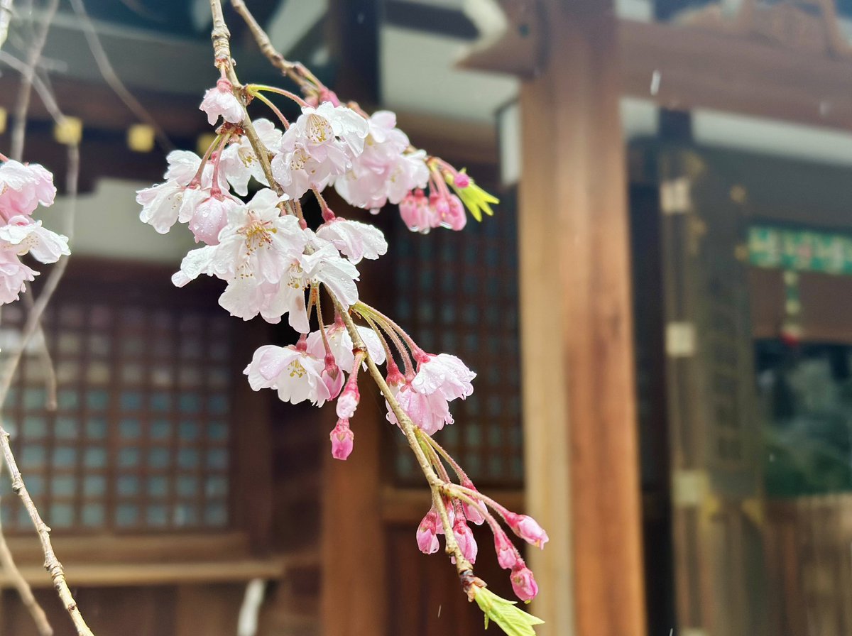 nittajinja's tweet photo. お天気が優れない日が続き、晴れが待ち遠しいですが
桜の時期に振る雨を表す美しい言葉がたくさんあります。

そのひとつが桜雨🌸🌧️
雨に濡れて水滴をまとっている桜も綺麗です。

今しか見られない桜の表情もぜひご覧ください。✨ https://t.co/OxMmX9Rl3E