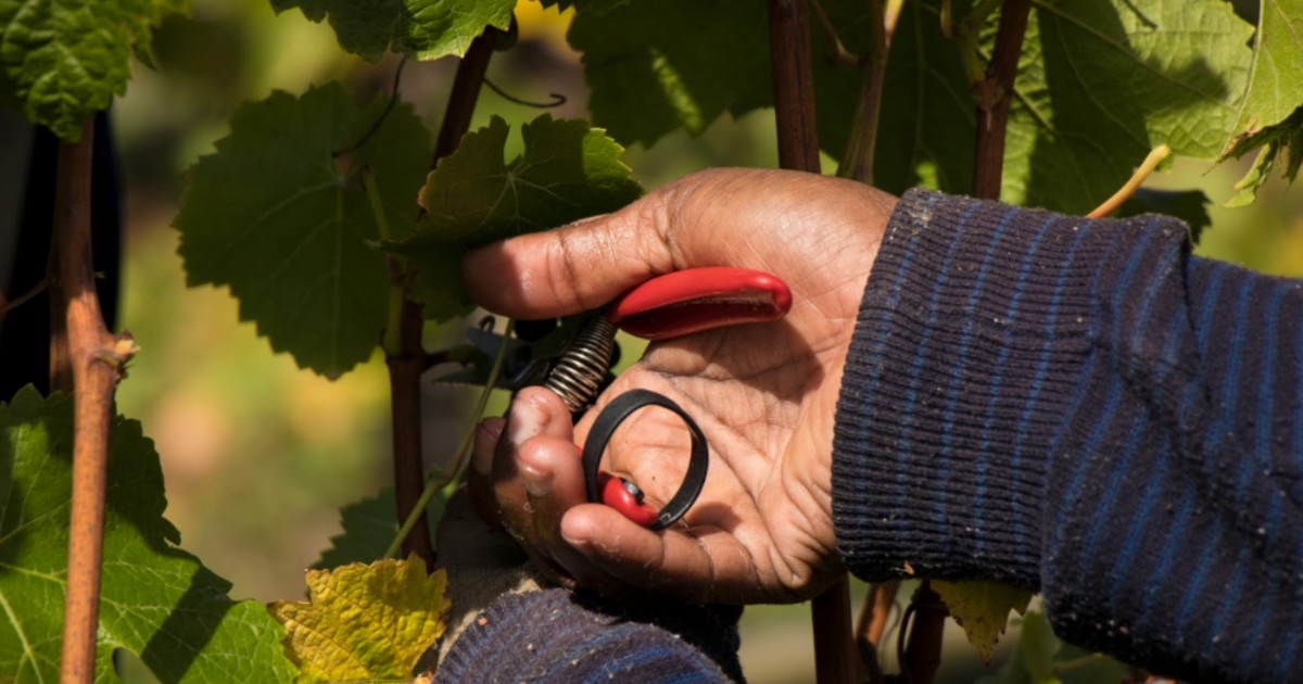 DeltaEstates's tweet image. Harvest may be coming to an end, but the work is just beginning. Our vintage team is hard at work crafting Delta’s 2025 wines, from Pinot Noir to Chardonnay, with a few Rosés in between. We can’t wait to share the final wines with you all! #nzwine