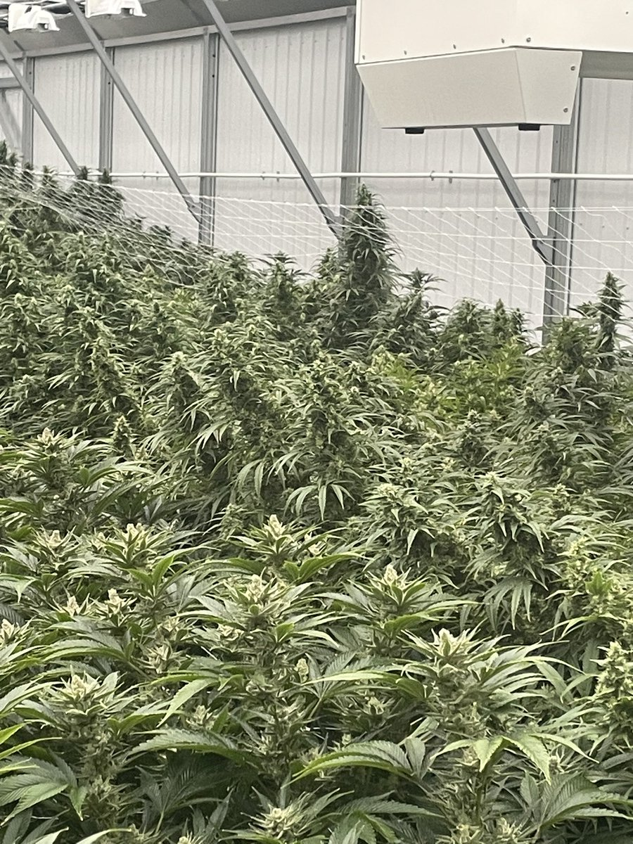 HausofHaze tweet media