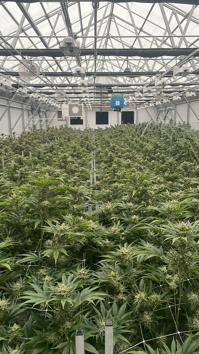 HausofHaze tweet media