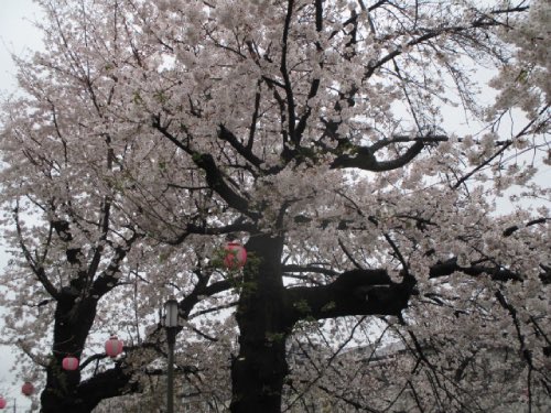 中板橋付近の桜の様子を毎日お届けします！
 
【2025年 #なかいたさくら便り】4月3日の桜
 
今日も冷たい雨だけど、さくらさんはまだまだ咲いているよ！
٩(๑•̀o•́๑)و FIGHT☆

なかいた さくらブログ
nakaita.com/sakura/
 
#さくら #sakura #中板橋 #石神井川 #桜 #桜祭り #花見
