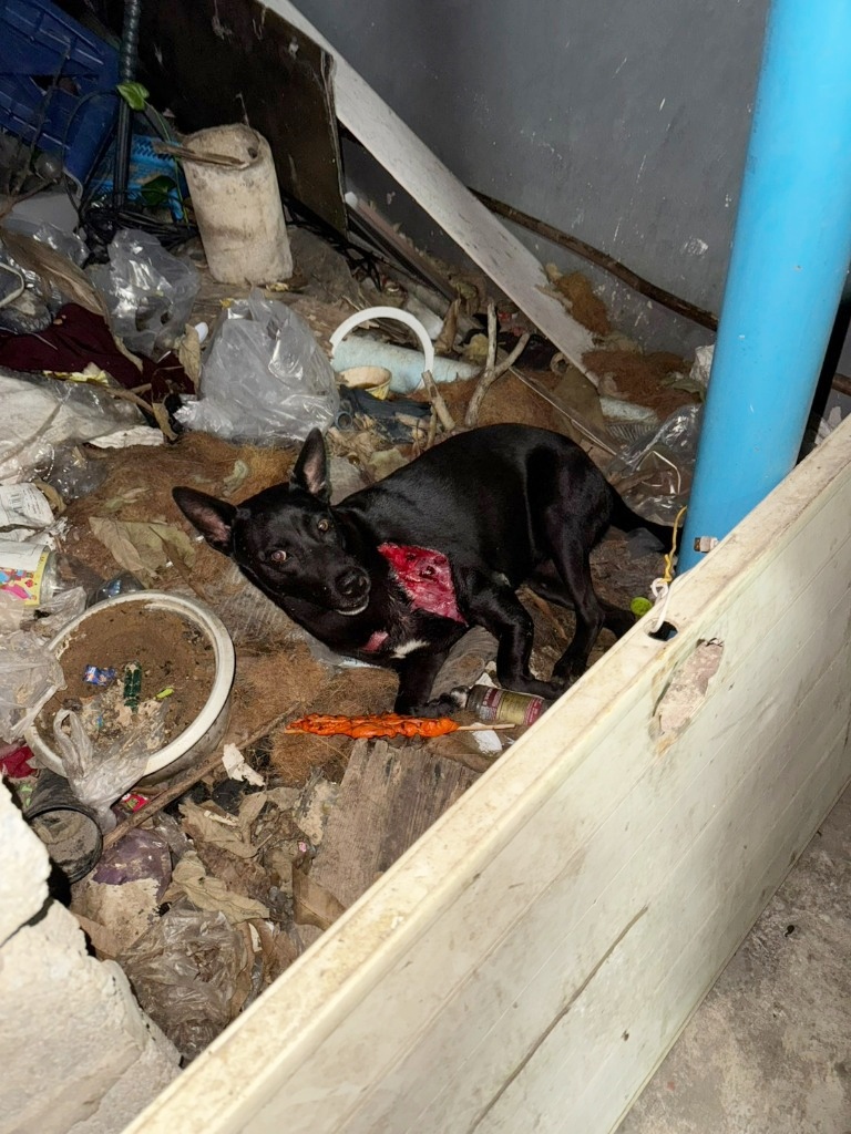 สุดทรมาน! เร่งช่วยสุนัขจรถูกรถชนอาการสาหัส ขาหัก-ไหล่ฉีกขาด นอนเจ็บลุกไปไหนไม่ได้ ต้องการความช่วยเหลือด้านค่ารักษาด่วน