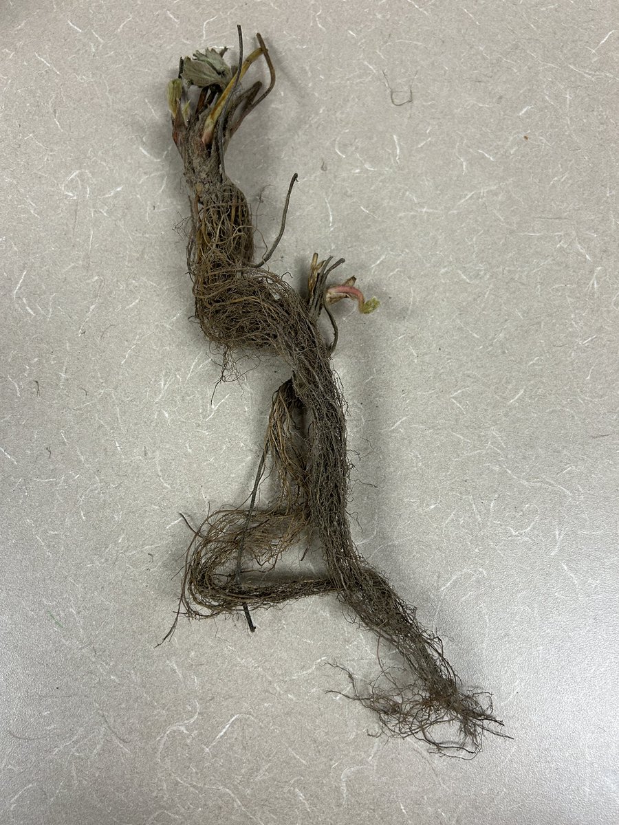 Daryle Esswein tweet media