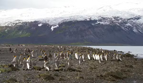 g1's tweet photo. Trump impõe tarifas contra ilha sem habitantes e povoada por pinguins e focas https://t.co/ECI81aMPEj #g1 https://t.co/PunoOg5jf1
