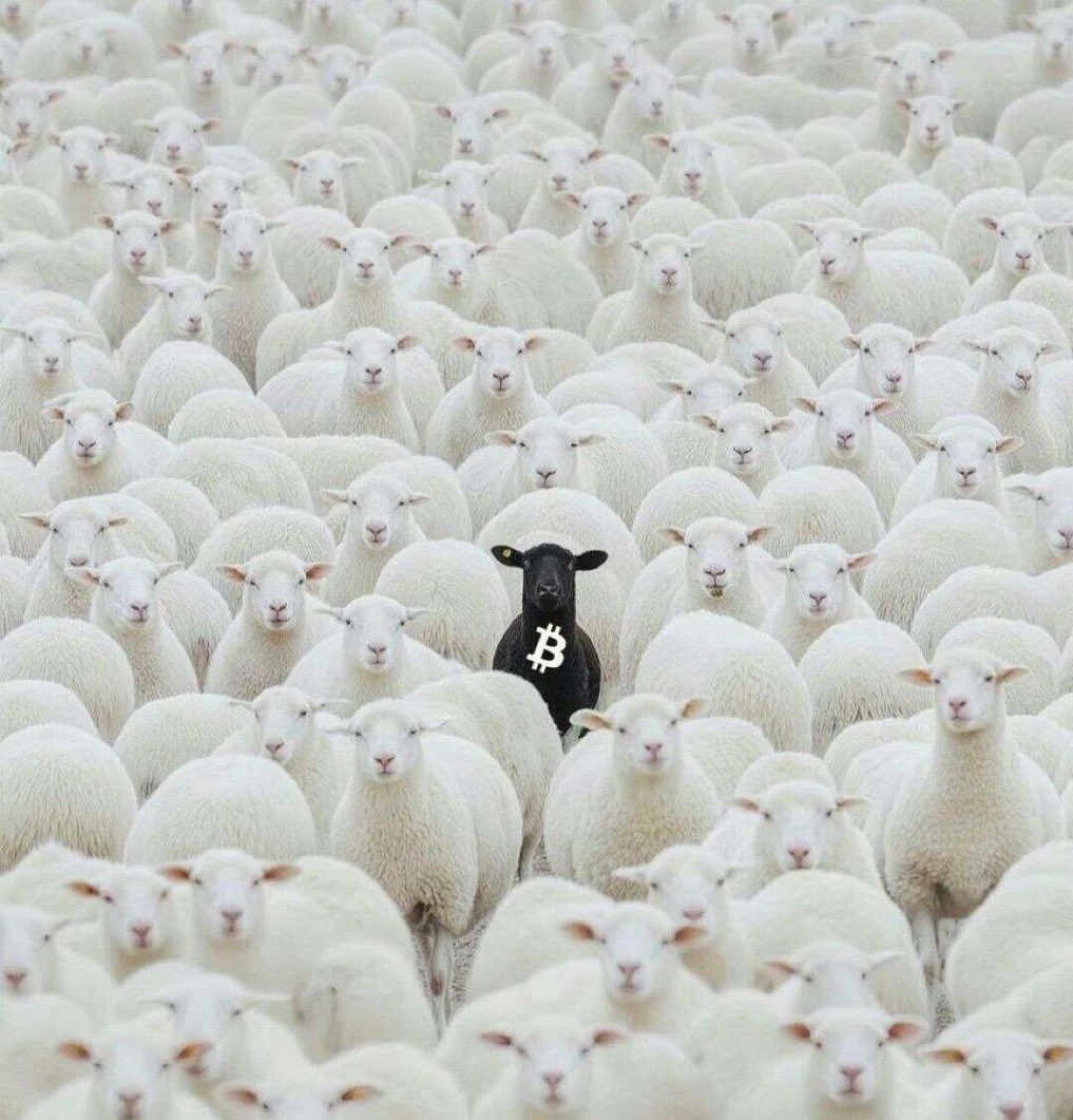 FuriousB7410's tweet photo. Anybody wanna talk #Bitcoin?  Anybody at all?

#BTC #PreRich #FixTheMoney #NewElite #OrangePill #Trump #zelena #Bitcoiner #Bitcoinminer https://t.co/VjIhJa3AoH