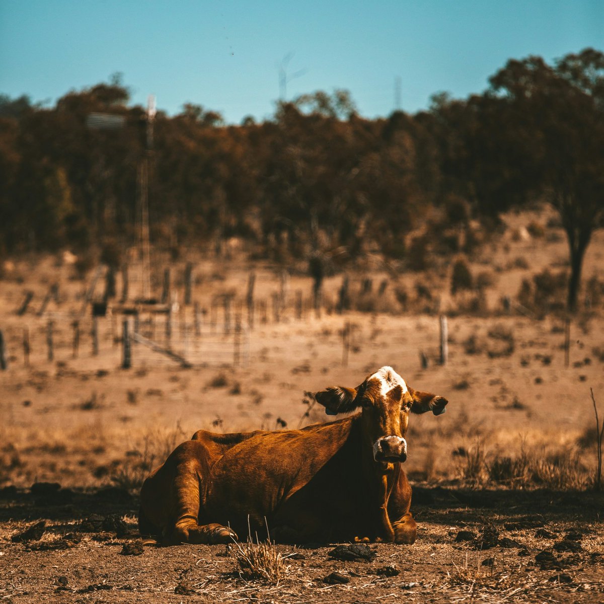 Australian #beef producers are staring down a new 10% U.S. #tariff - our largest export market, now less certain. 
We're backing the industry as it navigates these headwinds. Resilience, unity and smart strategy will matter more than ever.