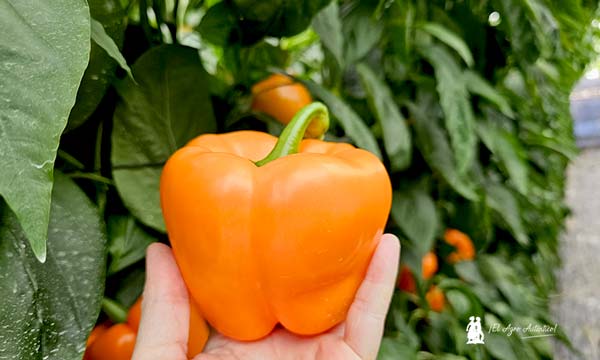 elAgroAutentico's tweet image. 📣📢 Mendel es el #pimiento naranja de Diamond #Seeds para #Almería

📝agroautentico.com/2025/04/mendel…

📌Esta casa regresa al california naranja con una nueva variedad resistente a oídio e indicada para trasplantes desde el 20 de julio en adelante

#DiamondSeeds #semillas #agricultura🌱