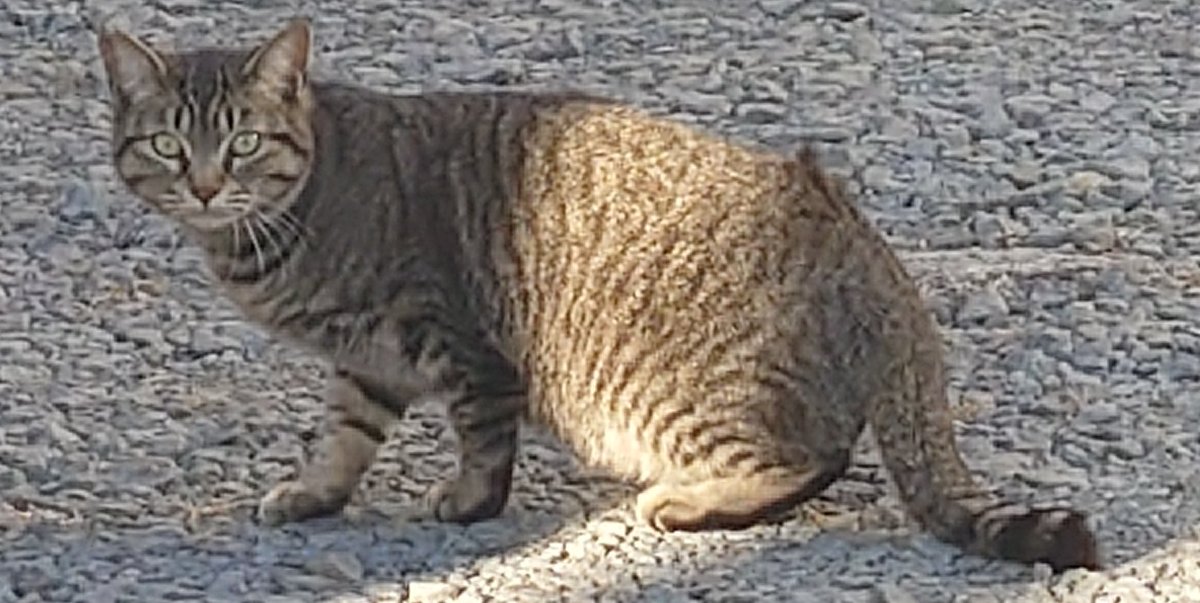 #TLを花でいっぱいにしよう
ついでの猫ちゃんも