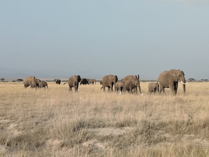 tilmansafaris's tweet photo. A land ruled by elephants, framed by Kilimanjaro. Amboseli National Park is where nature's giants roam freely, creating a spectacle like no other. Herds of Elephants gracefully moving across the golden savannah, with Africa's highest peak standing tall in the background. https://t.co/fLjOtif2sg