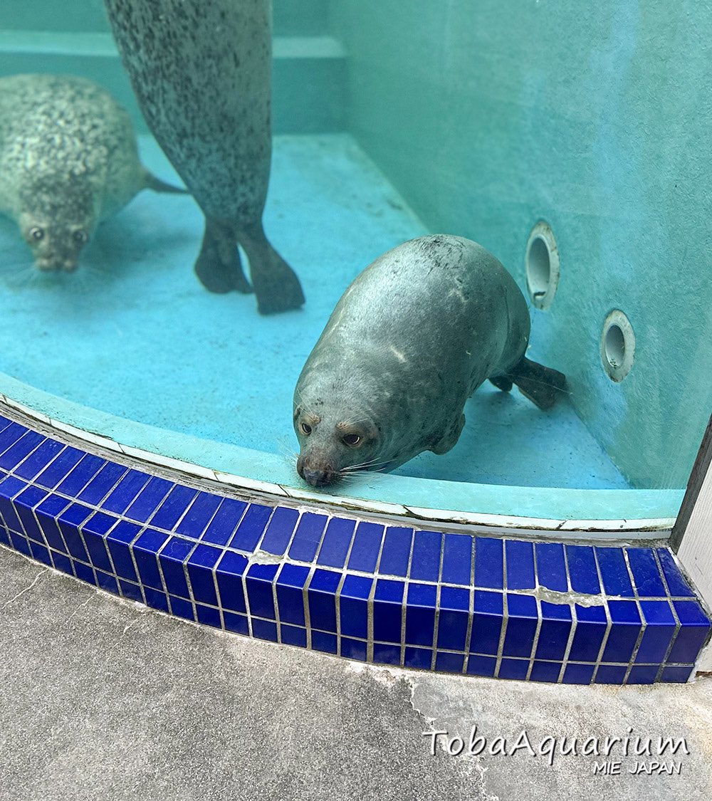 サンバ7CD★ドリバルカイミ Dorival Caymmi amor e mar Amazon.com: Caymmi Amor E Mar: CDs y Vinilo