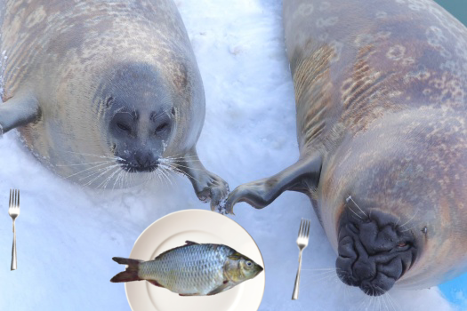 Katsukunfibsh's tweet image. Dinner with the wife