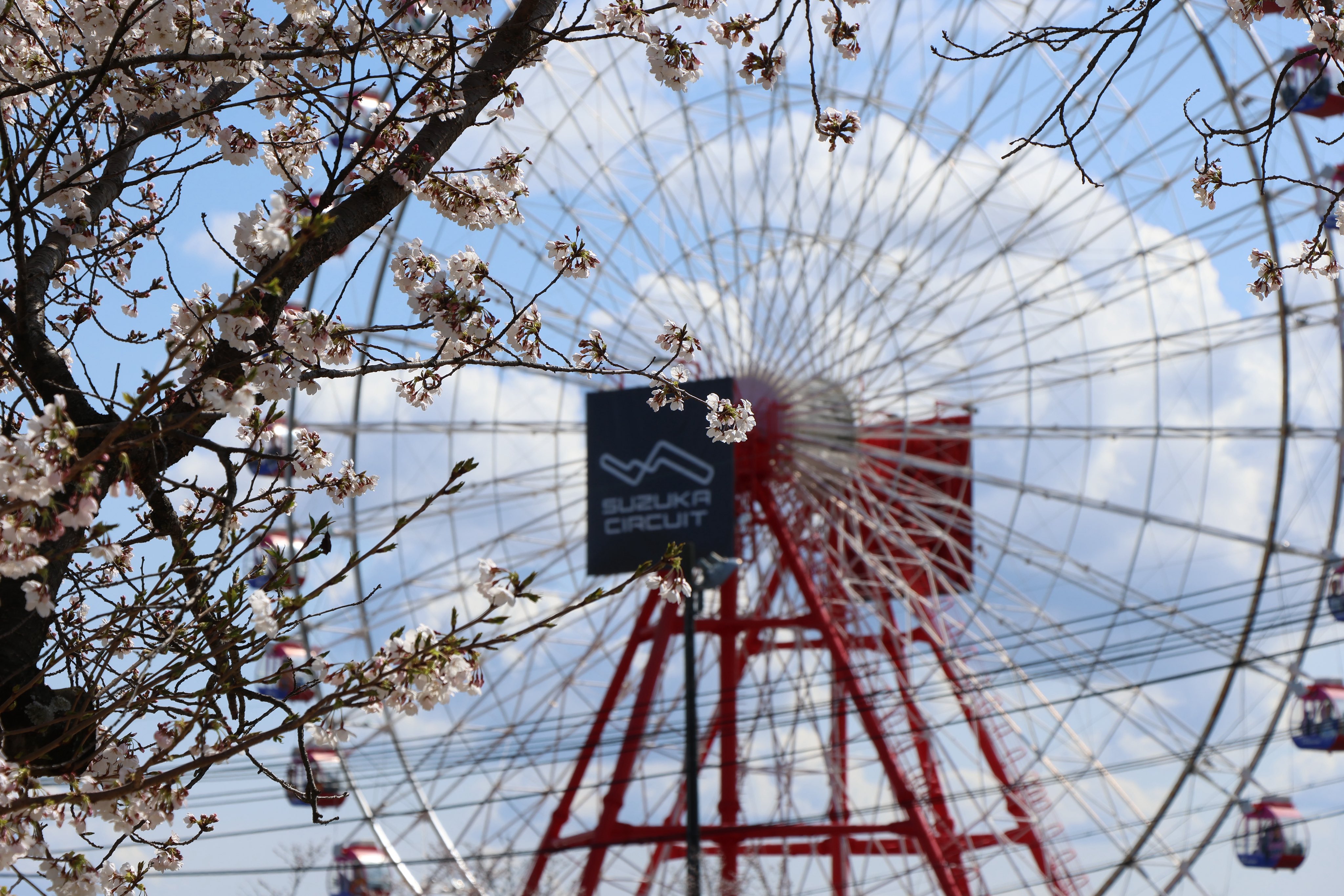 CiC　SE　01-034　桜とさくら CiC SE 01-034 桜とさくら