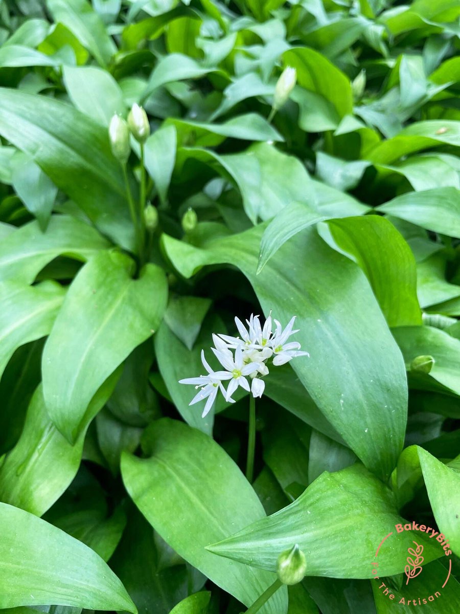 BakeryBits tweet media