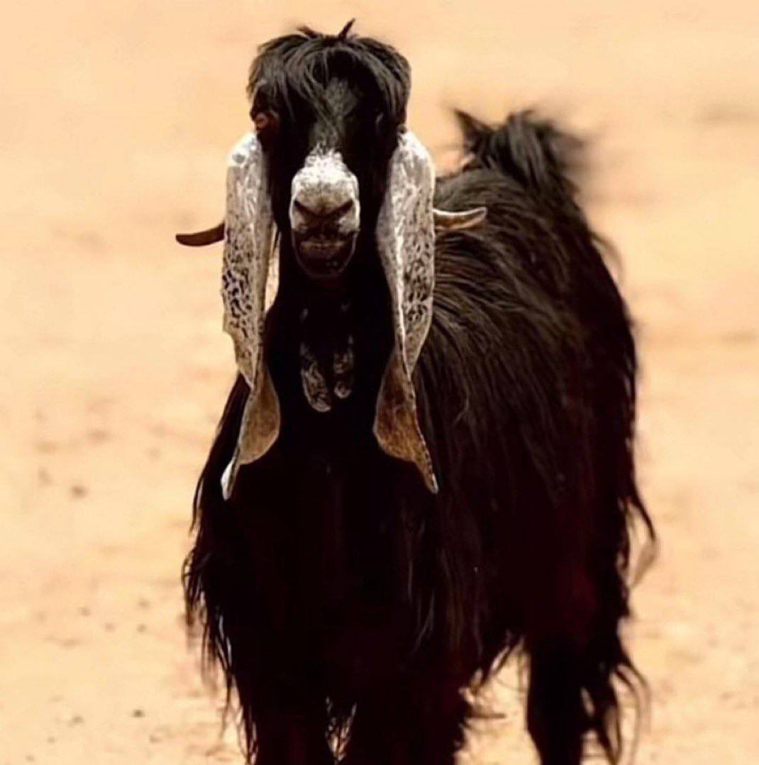 شريت لي معزا  علشان أبنساك 
ولقيتها بالحيل تشبه وصوفك ،،

العين عينك والحلايا  حلاياك 
وحتى الوقوف أحيان يشبه وقوفك ،،

وحتى مقفاها يشابه.. مقفاك
نفس القفى ممسوح كنه ردوفك

ياكيف أبسلى في حياتي وأبجفاك 
وأنا وحظي فالبهايم نشوفك  :)