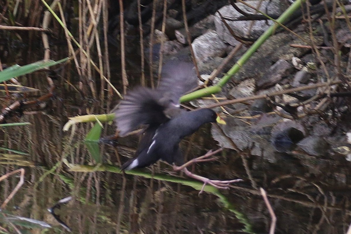 Lesser Moorhen!!!.. Agia Varvara now. Finder <a href="/AndersG2211/">Anders Gray</a> <a href="/birdsaroundcy/">BirdsAroundCyprus</a> Cyprus.