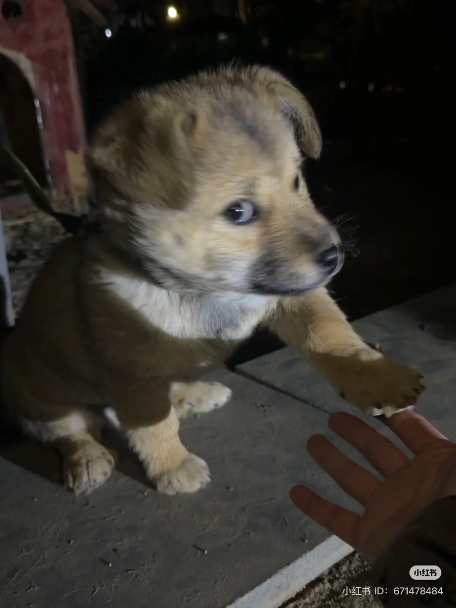 💖 (@twaniimals) on Twitter photo 