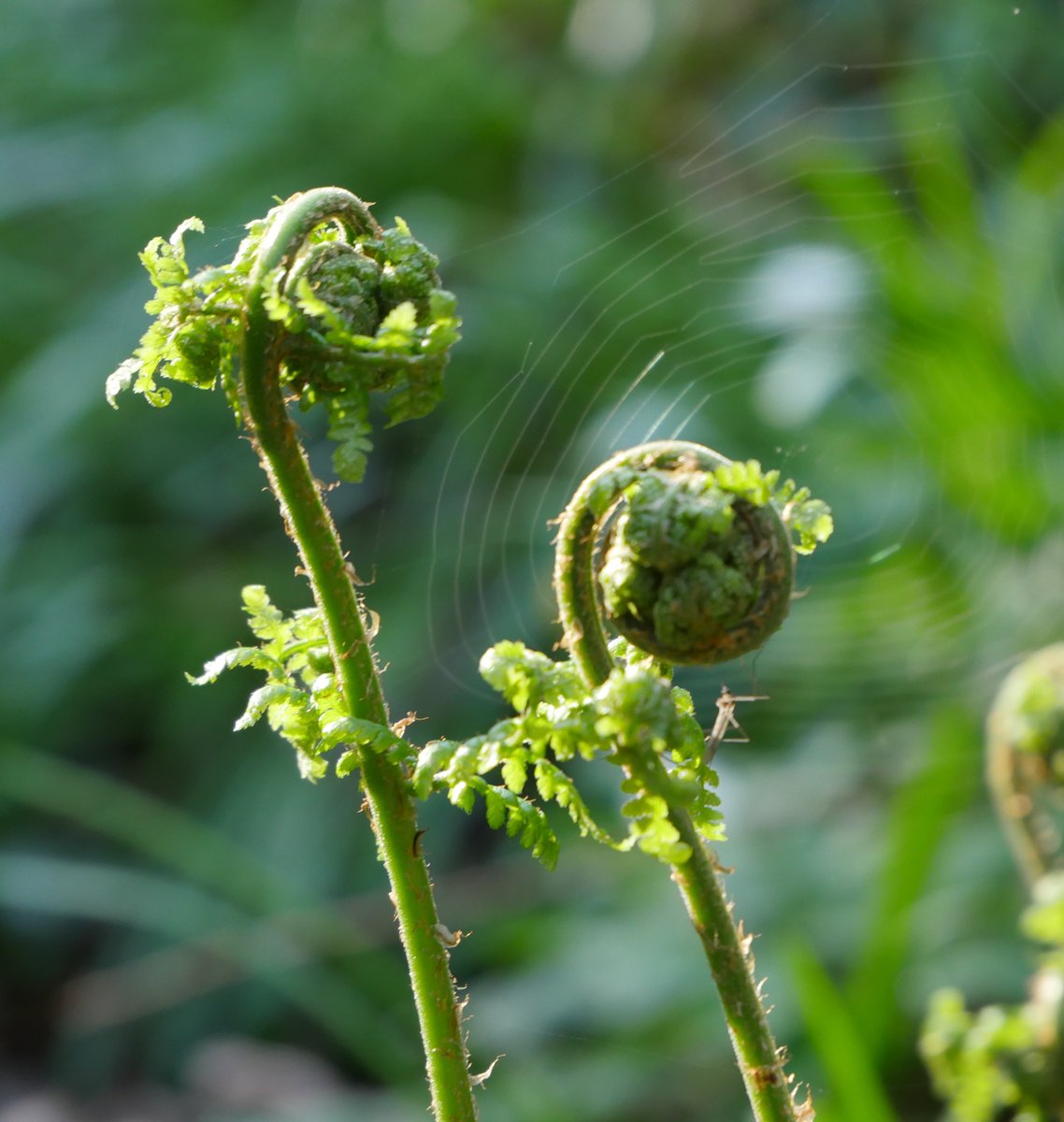 Tree_Folklore's tweet image. New fern fronds are amongst the most exquisite and mysterious things a person will ever see 🌿✨

In the Ancient Celtic world Ferns were viewed as mysterious as they just seemed to appear without seed or flower💮🌱

In Eastern Europe it was once believed that if a person was to…
