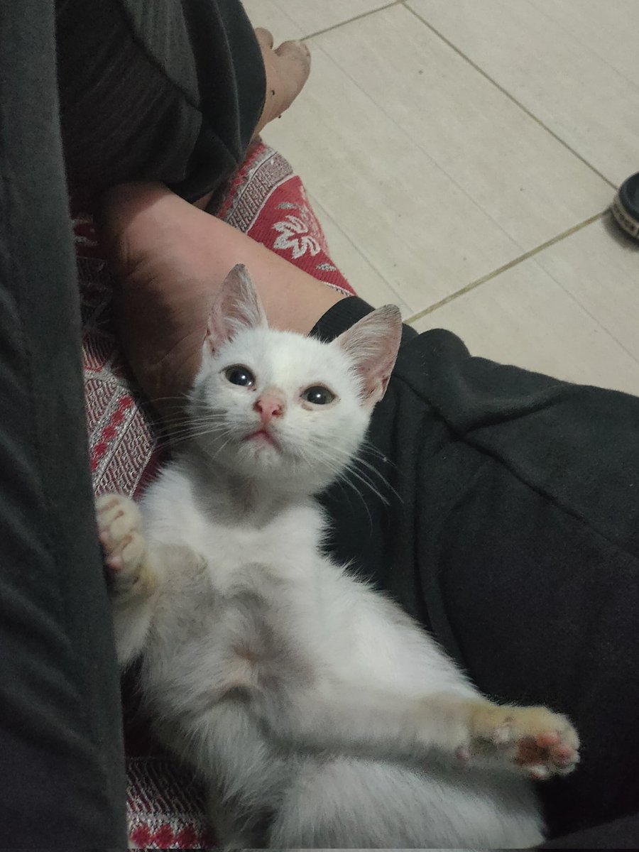 moonstudymed's tweet image. ⌕: #studytwt #studytwtbr

        ─ Lua,2003
        ─ vestibulanda de med e universitária de psicologia 
        ─ estudando em casa 
        ─ foco:Enem

       ↻/♡ =moots 

♡: música, poesia, make, academia, café e gatos.

Isso é também um daily🦩