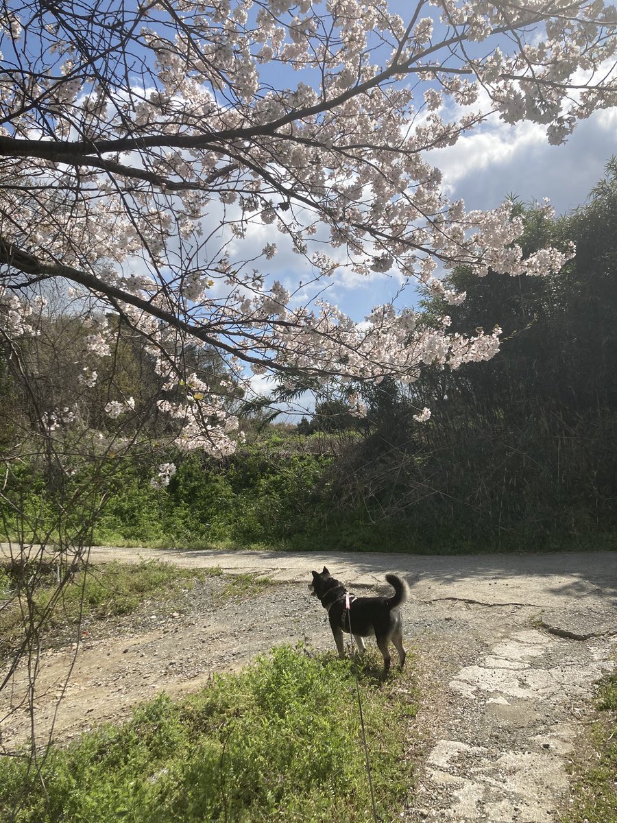 桜と犬。ユダくんが描く犬の絵みたいなポーズのみなみ。可愛い。