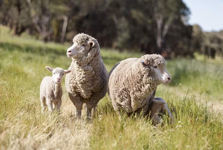 Missed the 2 recent webinars on preg scanning? You can now view the recordings online.

Scanning: an ultra sound investment (part one) – tinyurl.com/tf484u6t

I have my scanning results: what now? (part two) – tinyurl.com/3bp6h2ft

NEW resources – tinyurl.com/4dmrp56p