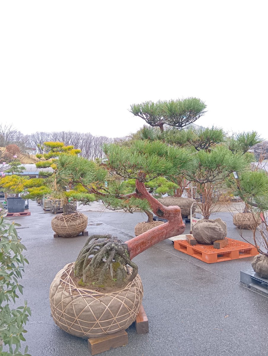 BonsaiZamurai's tweet image. 根っこかっこいい✨️#鹿沼市花木センター公社　#松　#根っこ　#庭木　#面白い　#渋い