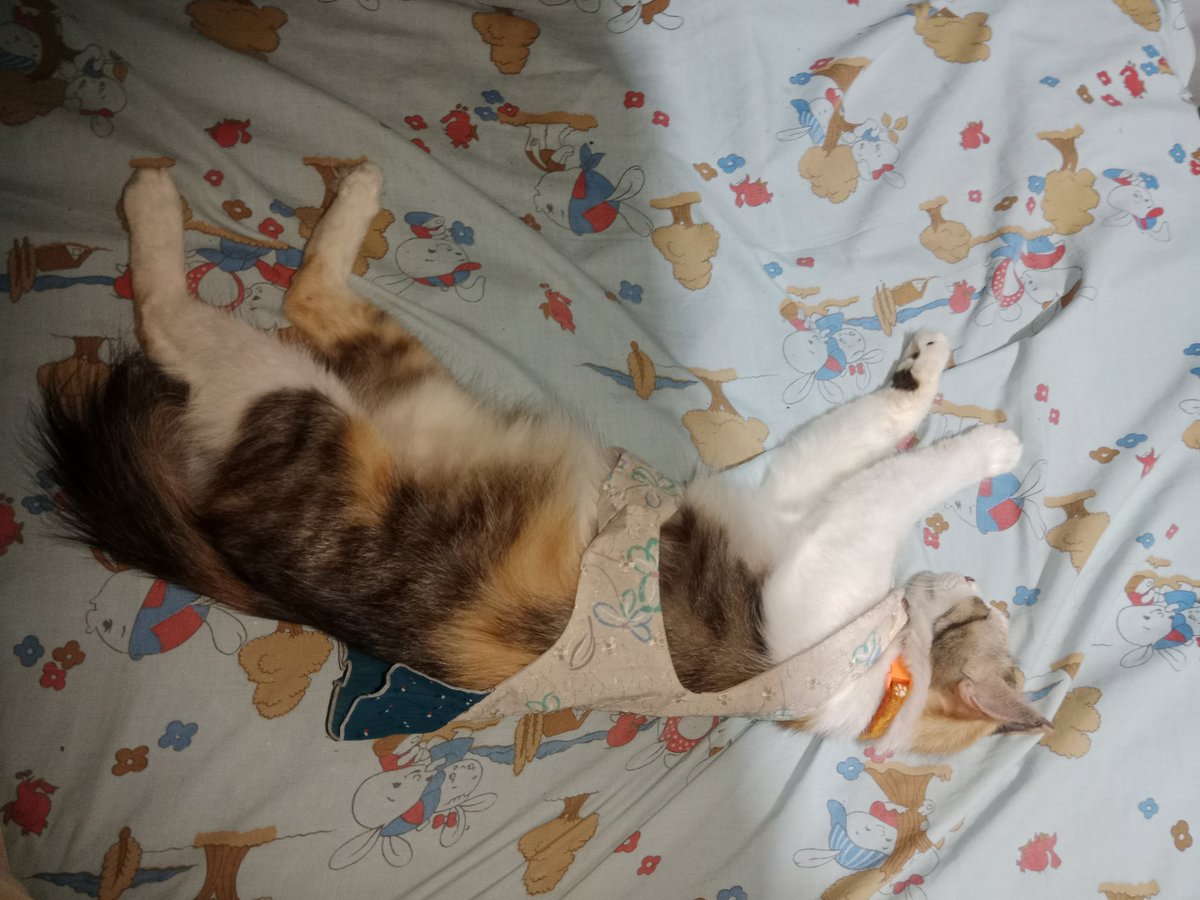 penguasa tempat tidur aku cmn di kasih space seuprit